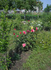 DSCN5431
