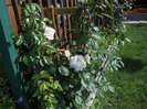 DSCN5435