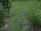 DSCN5439