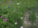 DSCN5440