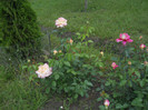 DSCN5445