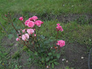 DSCN5446