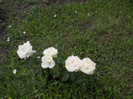 DSCN5447