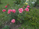 DSCN5449