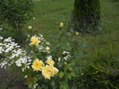 DSCN5450