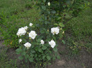 DSCN5451