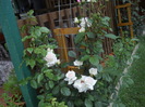DSCN5452