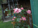 DSCN5453