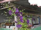 DSCN5455