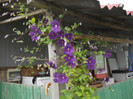 DSCN5456