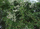 DSCN5463