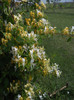 DSCN5466