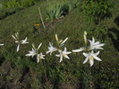 DSCN5479