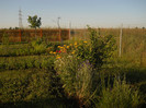 DSCN5517