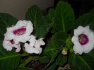 DSCN2881