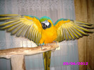papagal Ara Ararauna