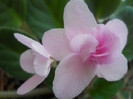 DSCN2884