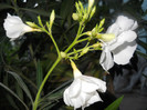 DSCN2885
