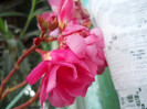 DSCN2888