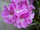 DSCN2893