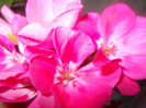 DSCN2896