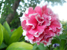 DSCN2900