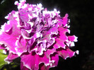 DSCN2902