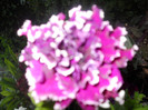 DSCN2904