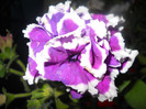 DSCN2905