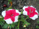 DSCN2908