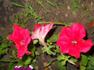 DSCN2909