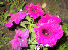 DSCN2910