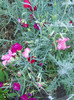 DSCN2924