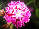 DSCN2927