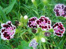 DSCN2928