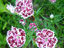 DSCN2929
