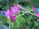 DSCN2935