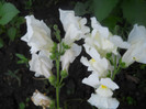 DSCN2955