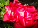 DSCN2966