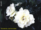 Gardenia Jasminoides