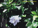 Gardenia Jasminoides