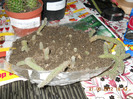 cactusi