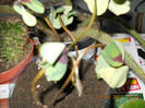 oxalis cu floare rosie