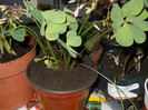 oxalis cu floare roz
