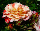 P1540692
