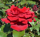 P1540695