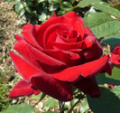 P1540696