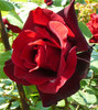 P1540704