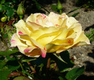 P1540705