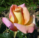 P1540707